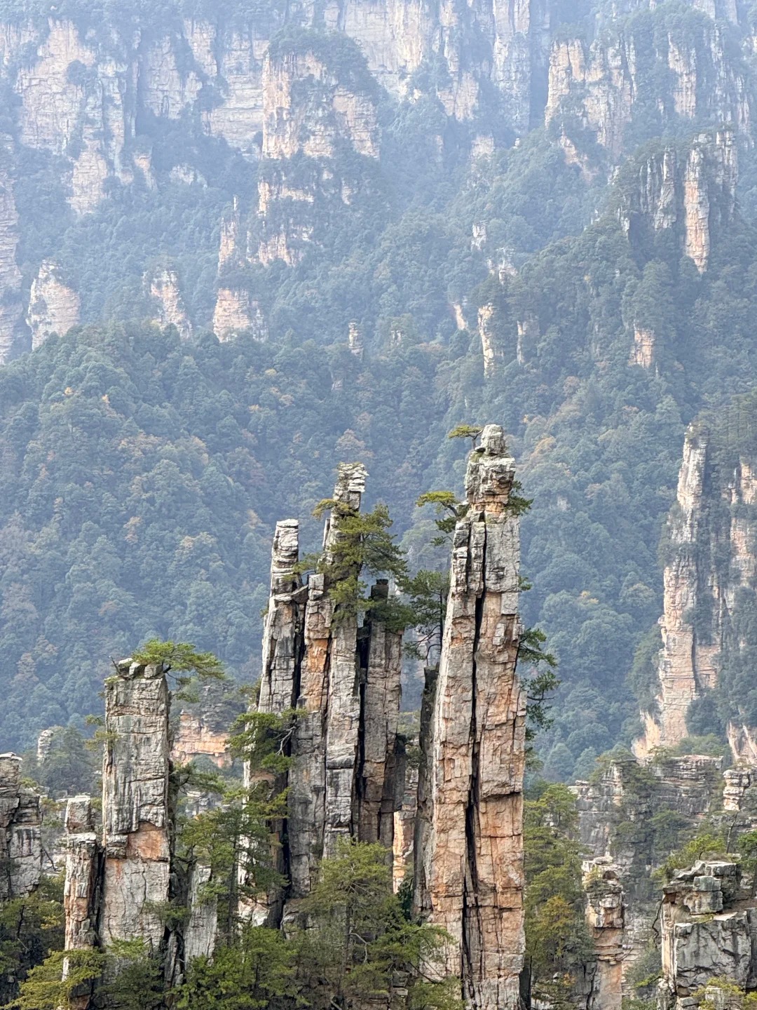張家界石柱群近景